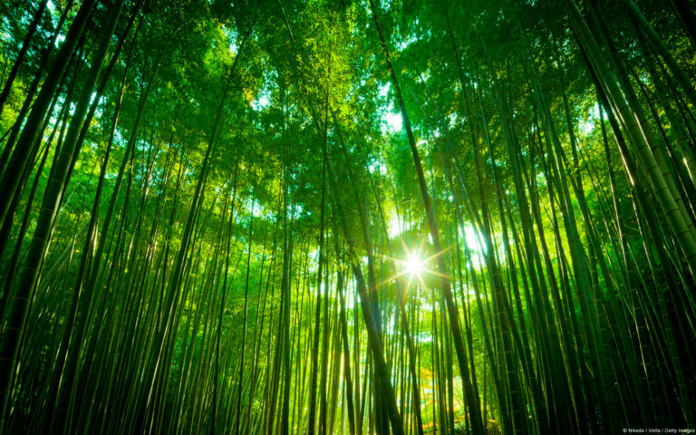 FORET DEUX
